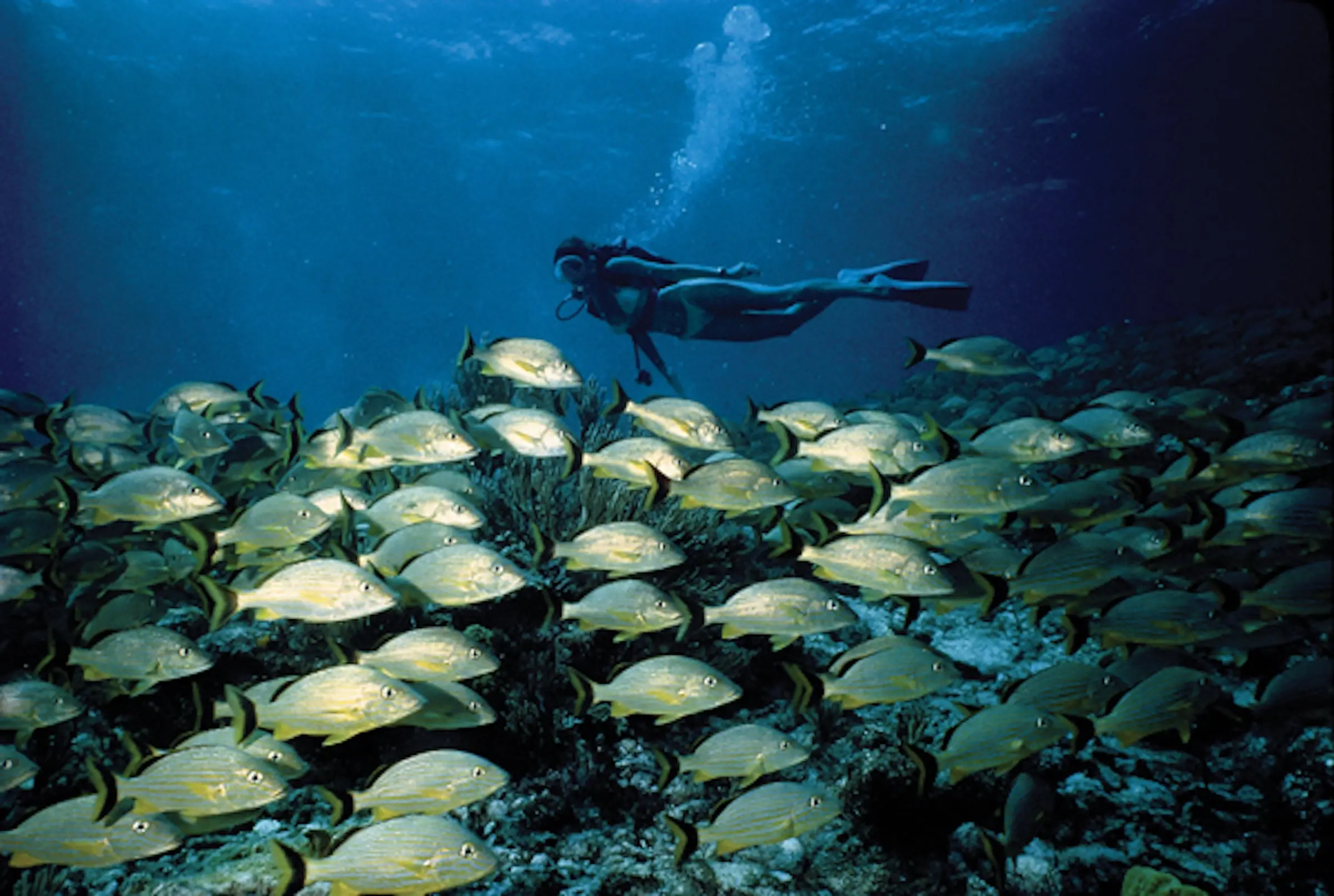 A person enjoying a scuba diving experience at Little Palm Island