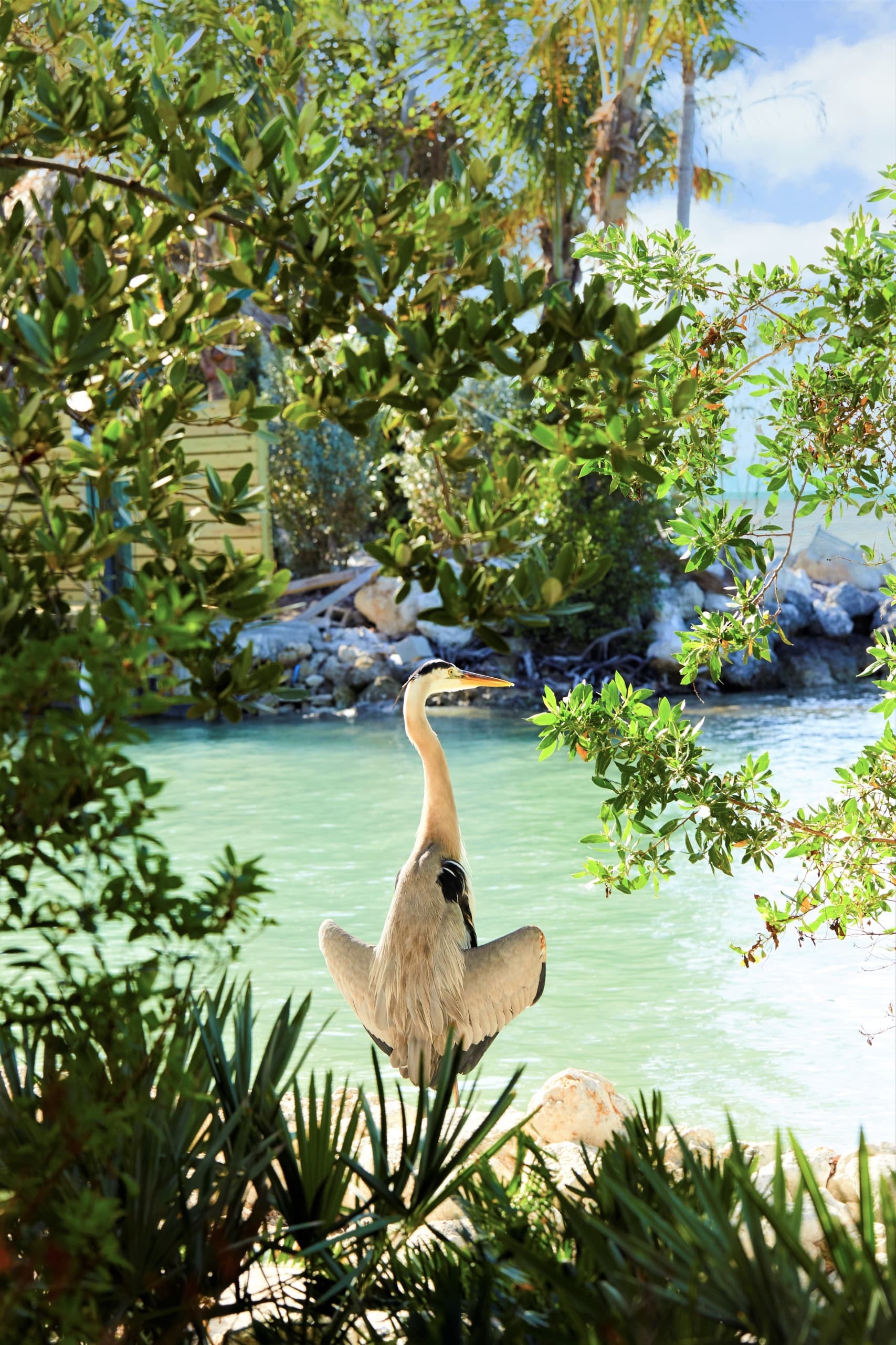 A heron seen through the foliage of Little Palm Island Resort