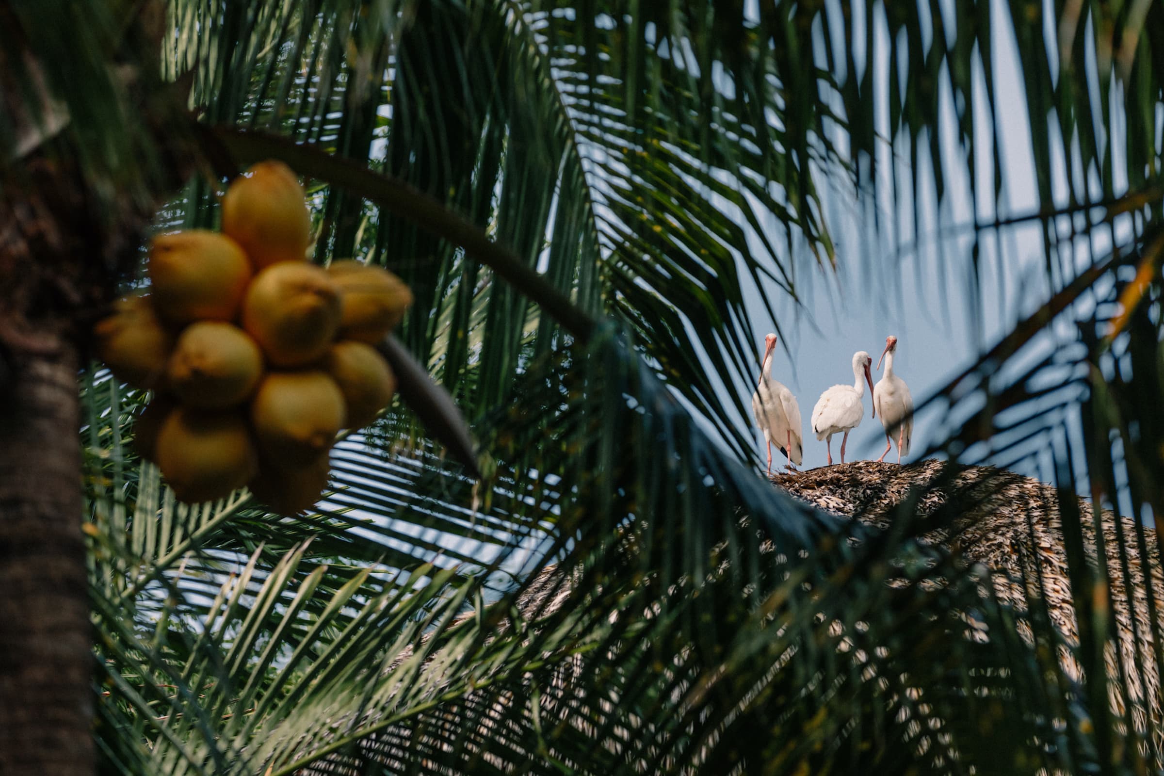 A group of birds atop the Palapa Bar at Little Palm Island Resort