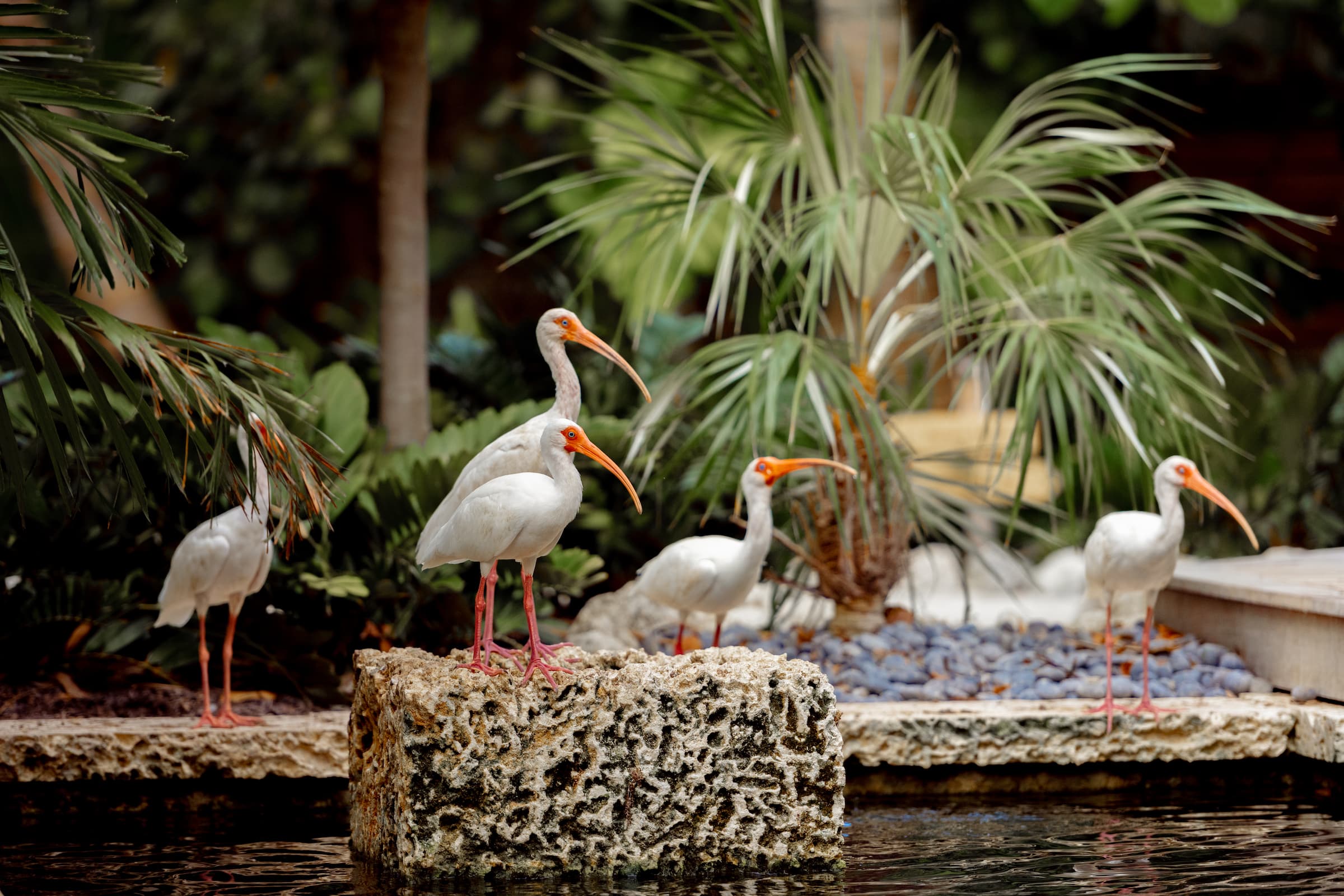 A flock of birds on the beach at Little Palm Island Resort