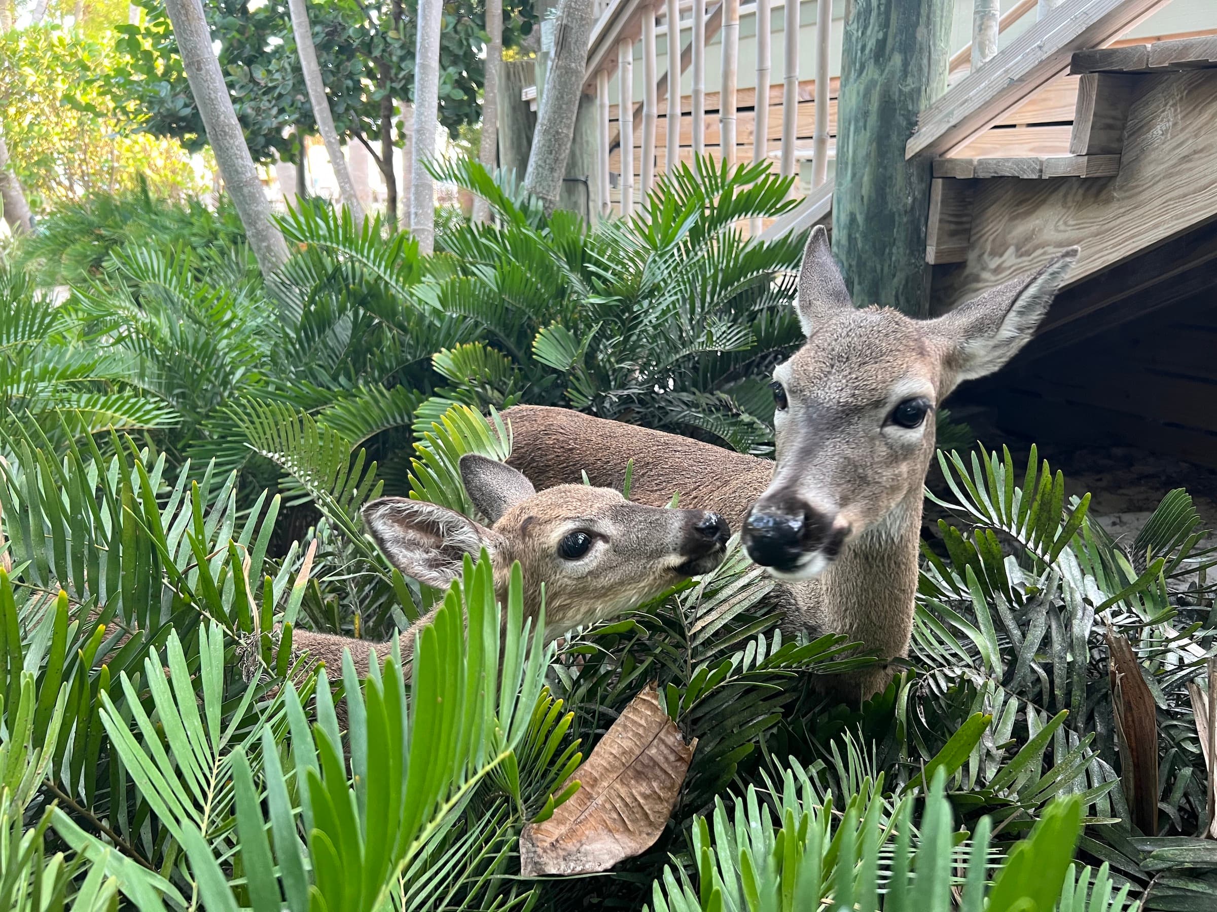 2 deer in some foliage at Little Palm Island