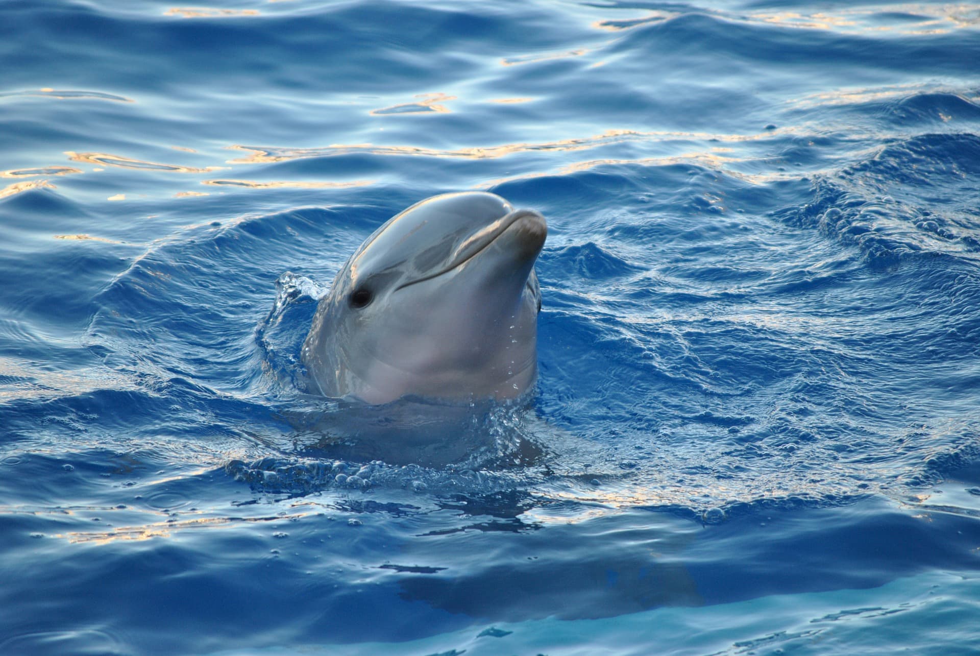 A dolphin coming up from the water at Little Palm Island Resort
